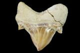 Pathological Shark (Otodus) Tooth - Morocco #108260-1